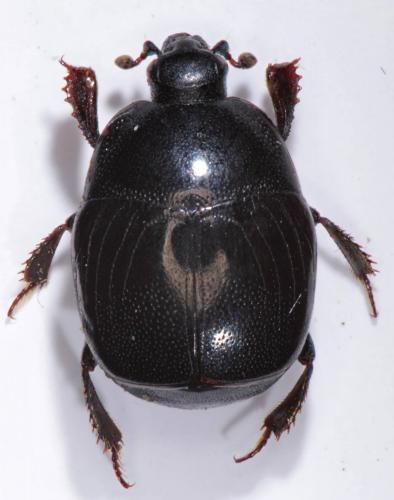 Réf. 220 840 : Saprinus lautus